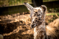 Mini Llama