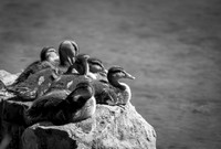 Ducks Chilling