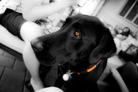 Dexter BW