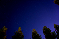 Stars and Trees