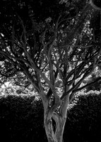 Tree Twist