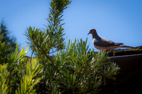 Morning Dove on Roof