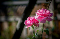 Pink Flowers
