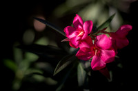 Dark and Pink