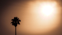 Lone Desert Palm