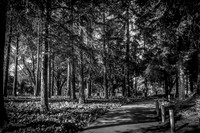 Wooded Path