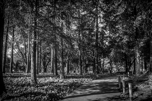 Wooded Path