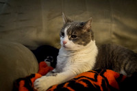 Artemis on Chair