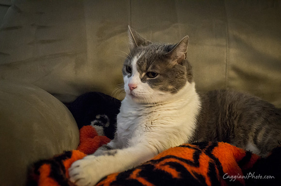 Artemis on Chair