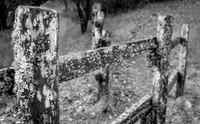 Mossy Fence