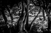 Hidden Hillside