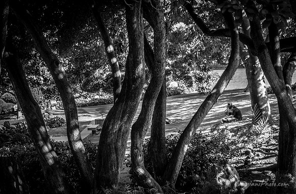 Hidden Hillside