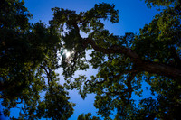 Sun Through Trees