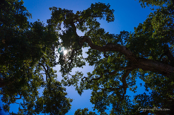 Sun Through Trees