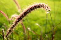Furry Flora