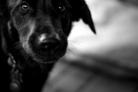 Lola BW