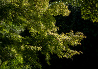 Tree Yin Yang
