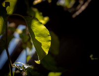 Shadowy Leaf