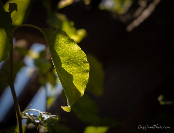 Shadowy Leaf