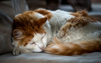 Lucky Asleep
