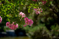 Hanging Pink