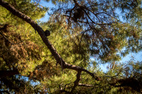 Nest of Trees