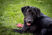Dexter Looking