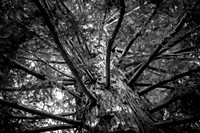 Limbs and Lines