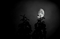 Hazy Moon Tree