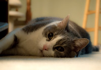 Artemis Pensive