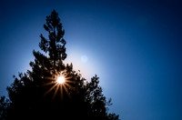 Tree Silhouette