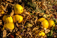 Lemons and Leaves