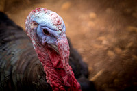 Turkey