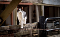 Cat on Post
